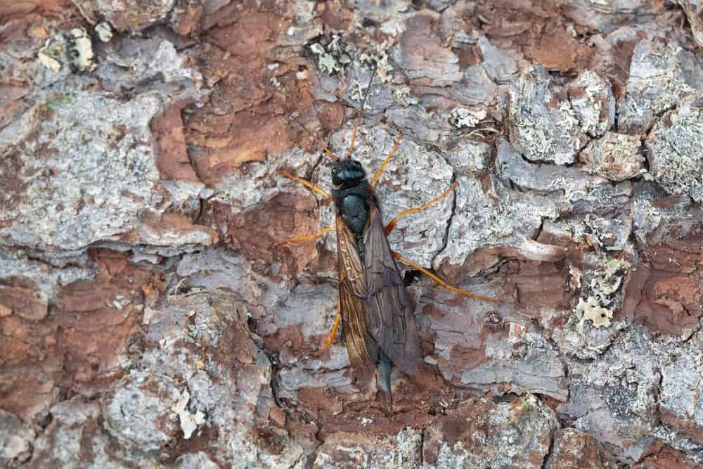 Wasp That Eats Wood Horntail (Identification & Preventive Tips)