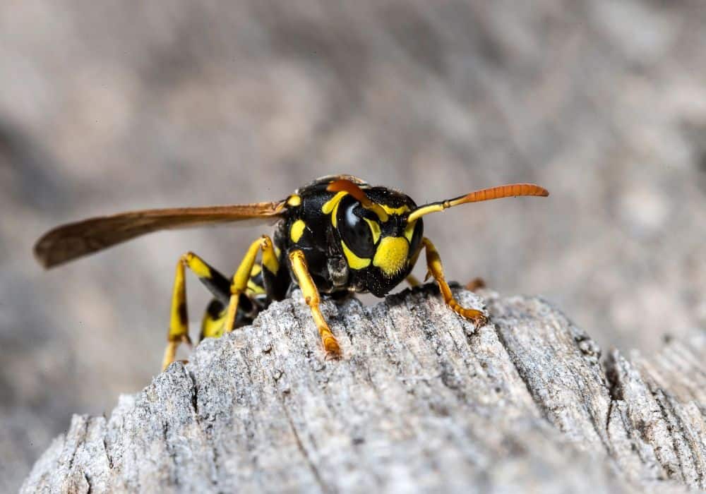 Wasps in House (Common Causes & Remedies)