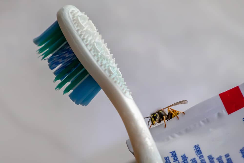 Wasps In The Bathroom (Causes And Solutions For This)