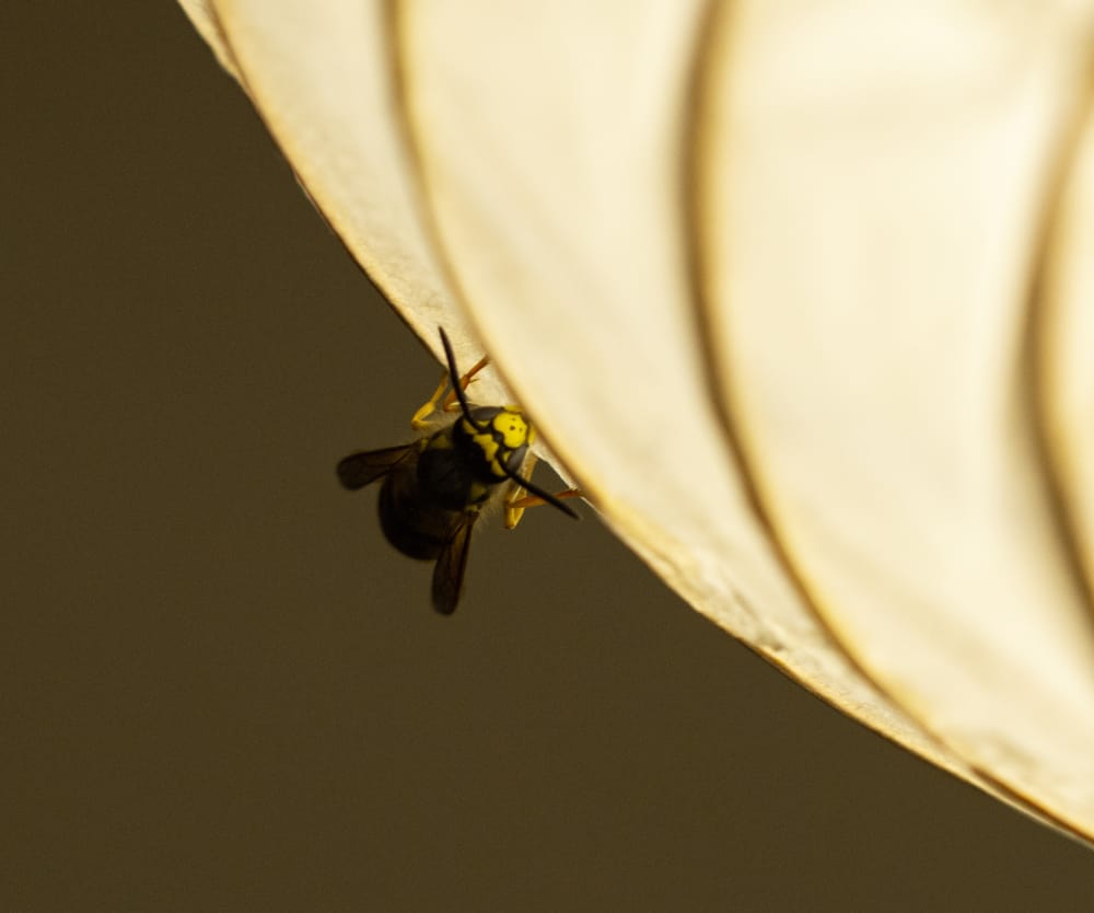 Wasps In The Bedroom (Causes, Fixes & Preventive Tips)