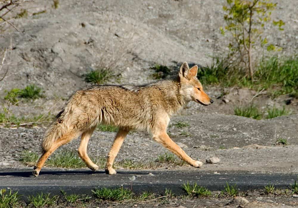 Where Do Coyotes Go During the Day? (Common Sense Guide)