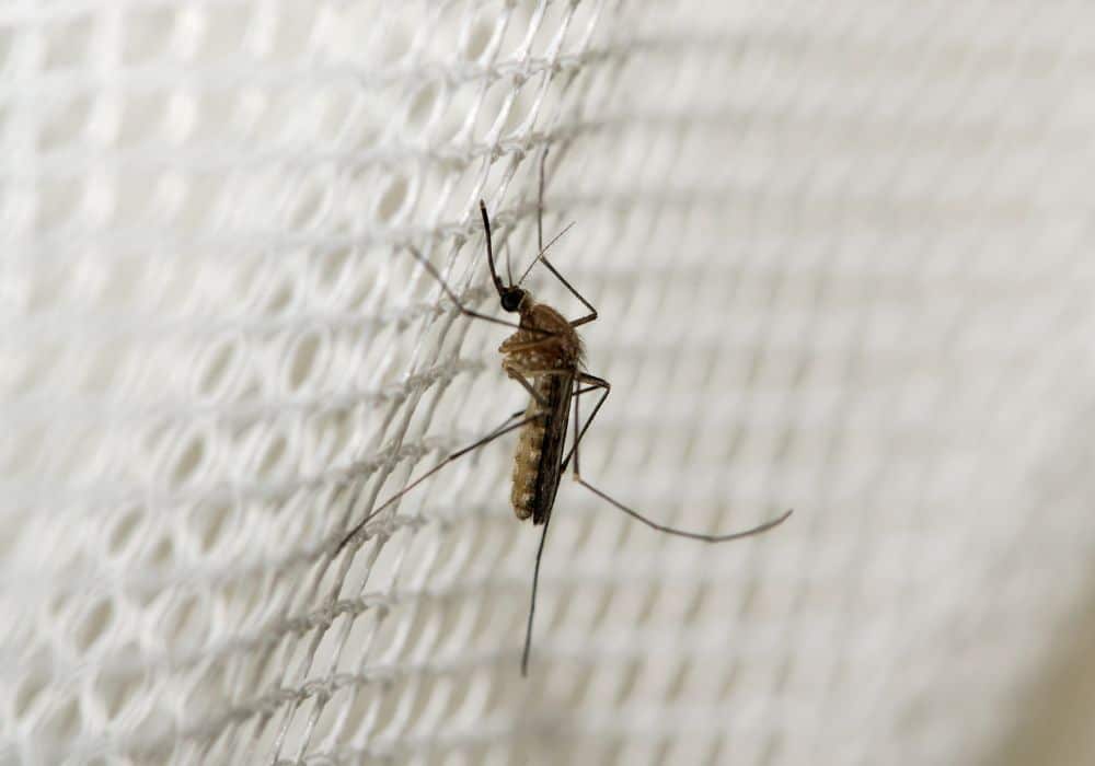 8 Mosquito Trap