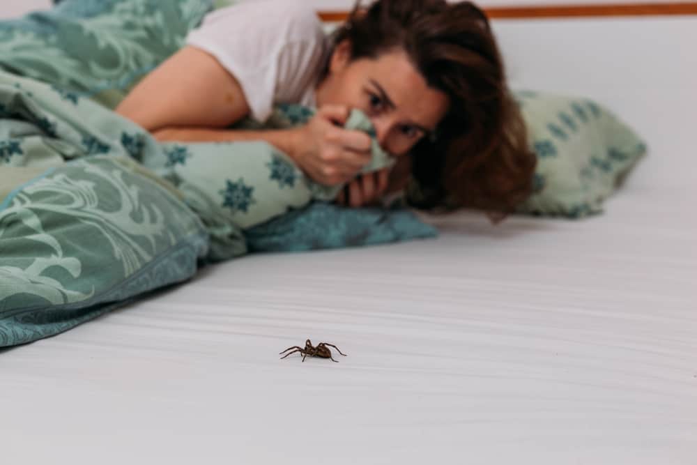 9 Common House Bugs In Alabama You Need To Watch Out For