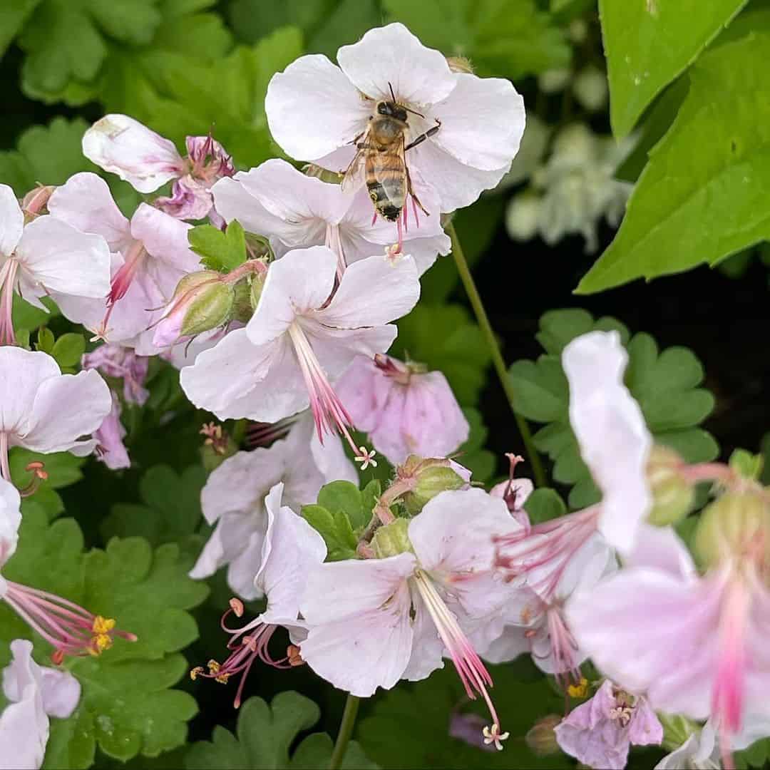 9 Tested and Trusted Smells that Will Keep Bees Away