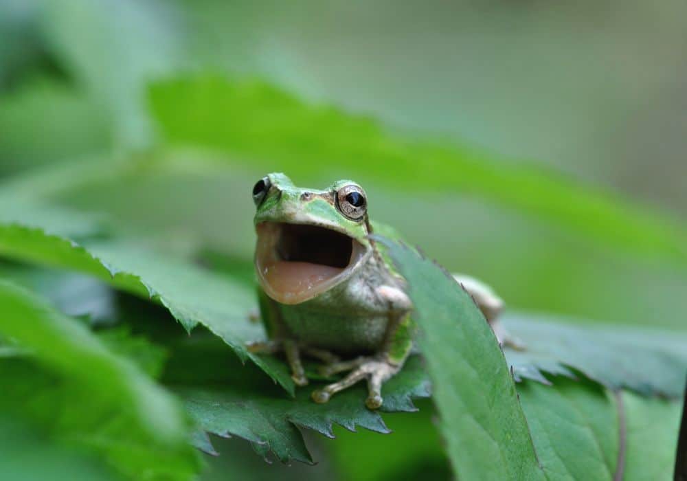 9 Ways to Get Frogs to Shut Up and Keep the Noise Down