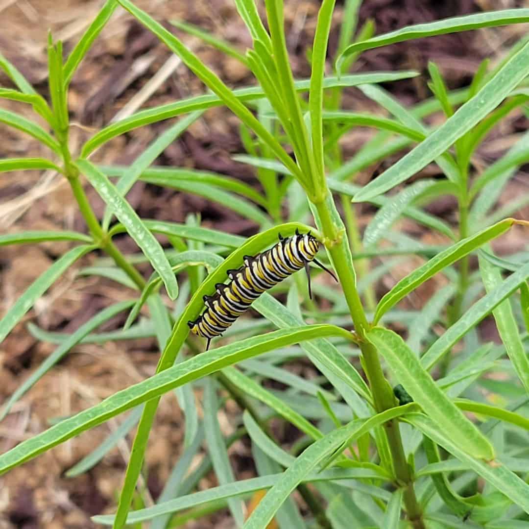 9 Ways to Get Rid of Caterpillars Outside The House