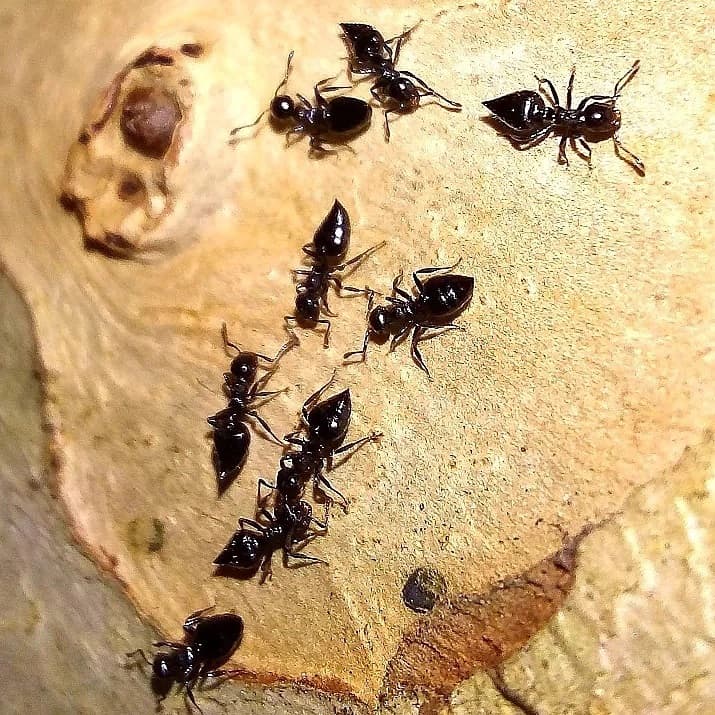 Acrobat Ants 