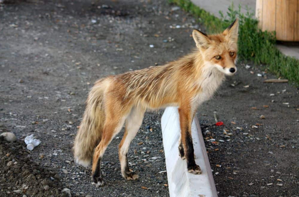 Additional Tips to Repel Foxes