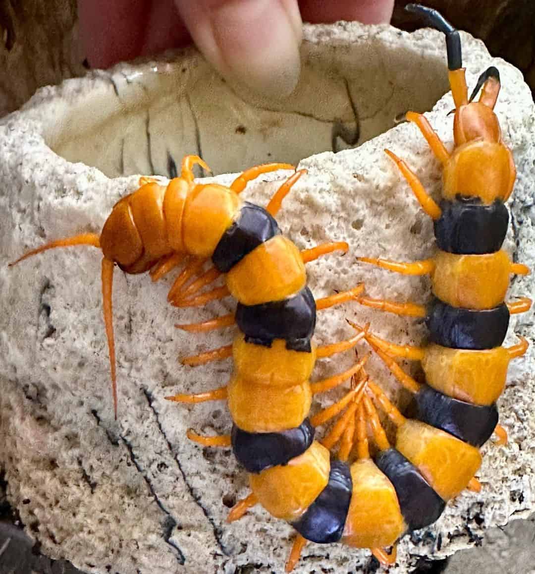Additional Ways to Deter Centipedes from Your Homestead