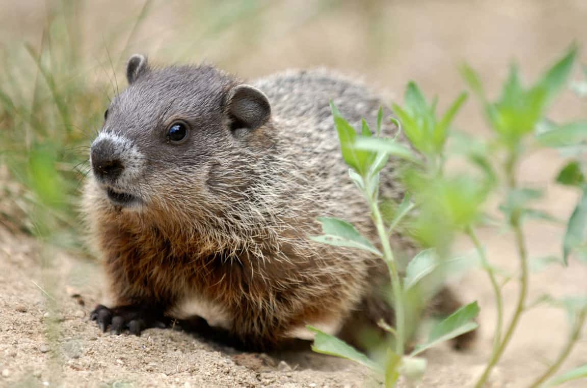 Are Woodchucks and Groundhogs the Same Thing