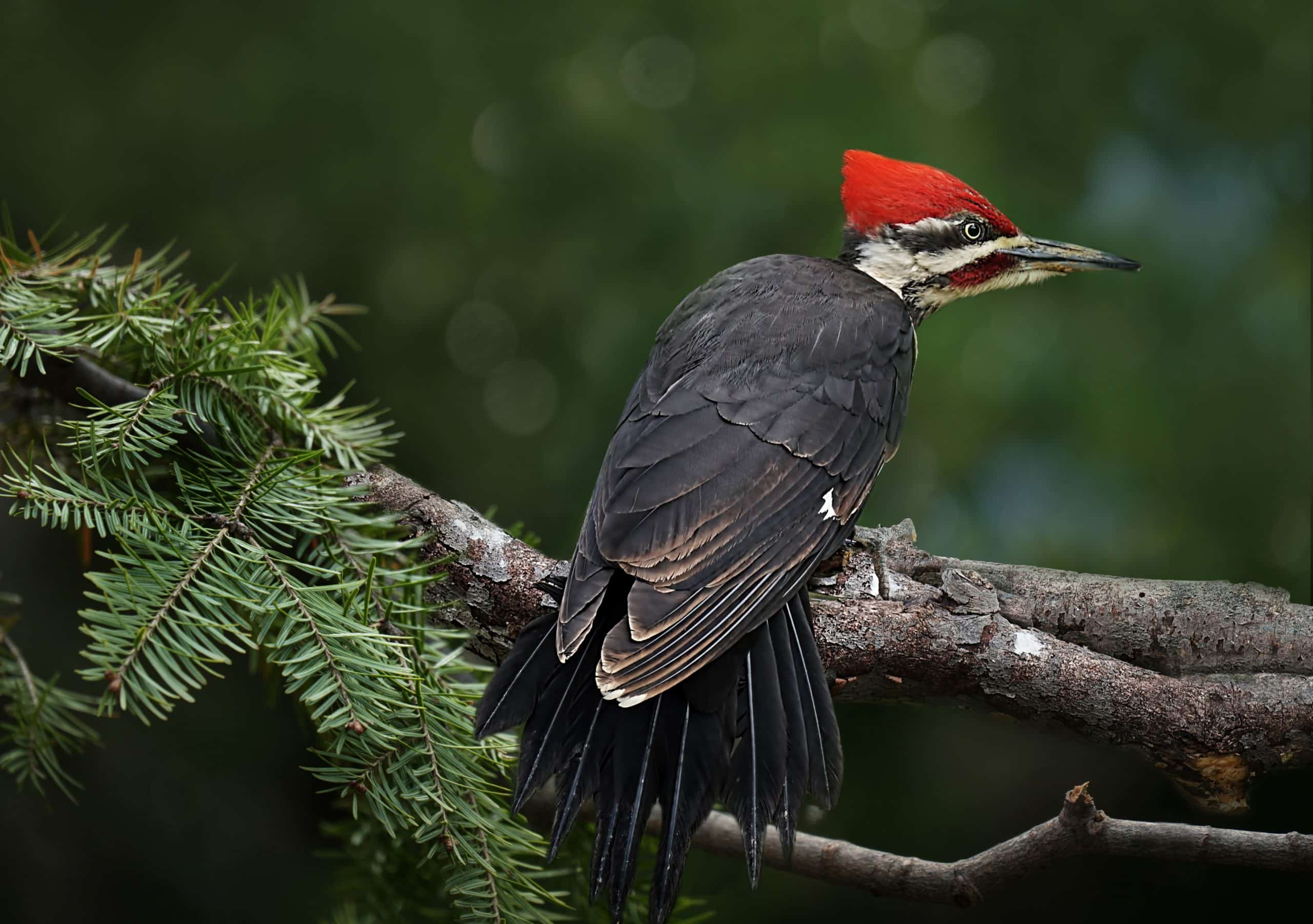 Are Woodpeckers Nocturnal or Diurnal Birds