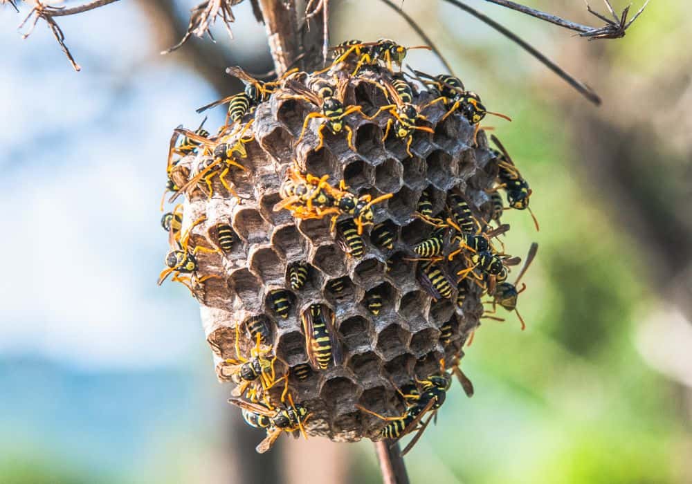Bees, Wasps, and Hornets