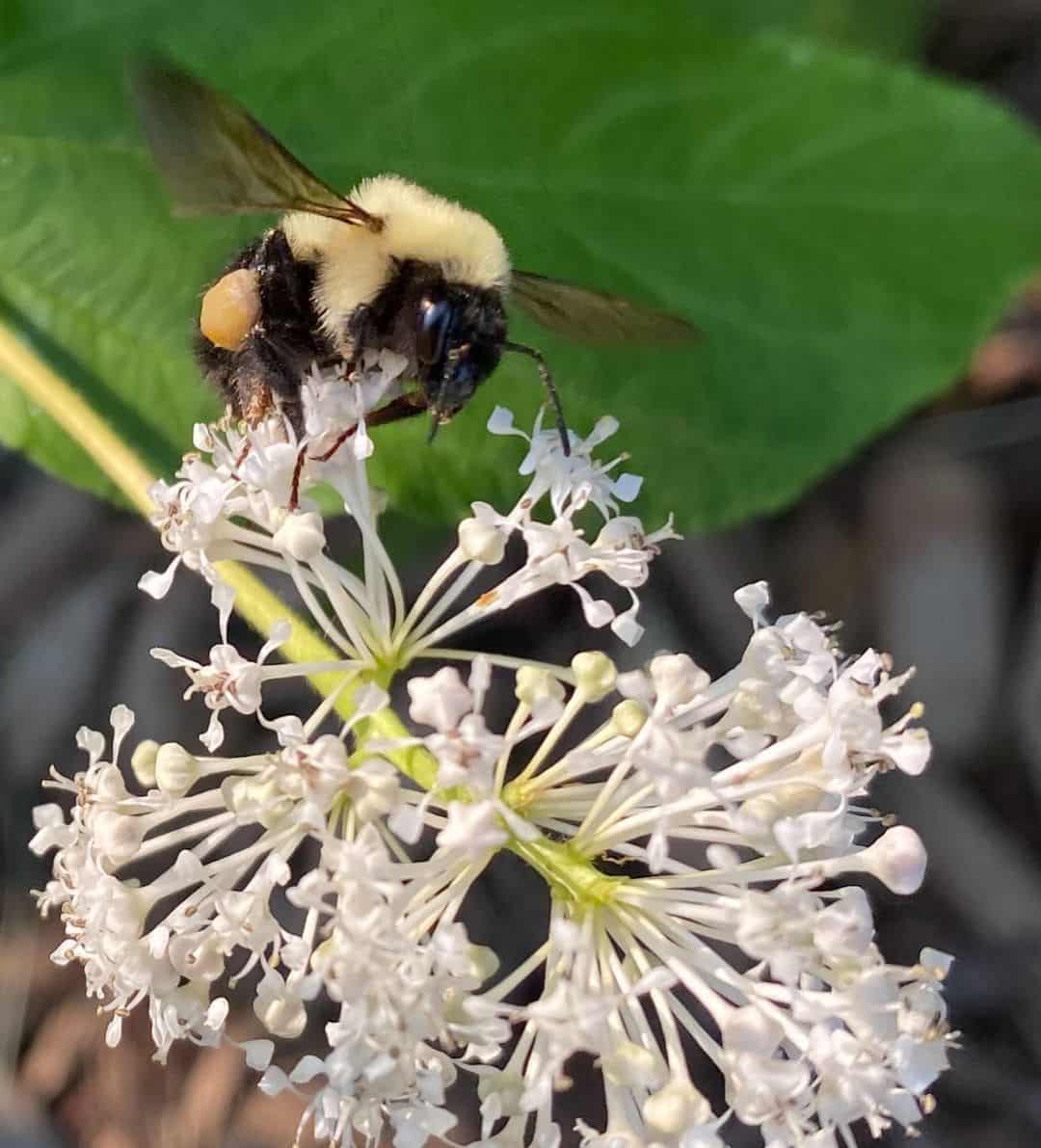 Bees and Wasps