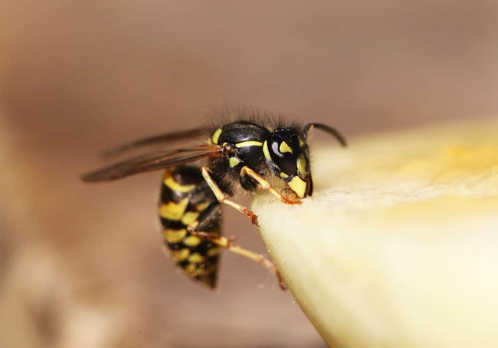 Bees, wasps, hornets, and other