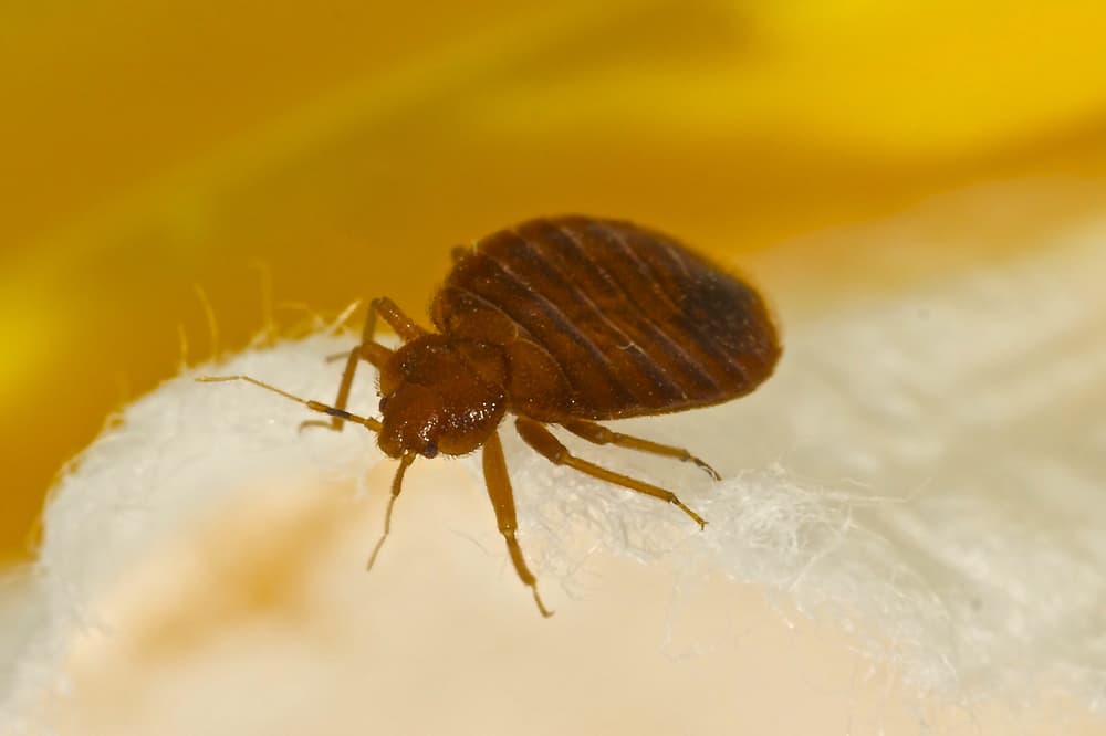 Can Bed Bugs Bite Through Clothing