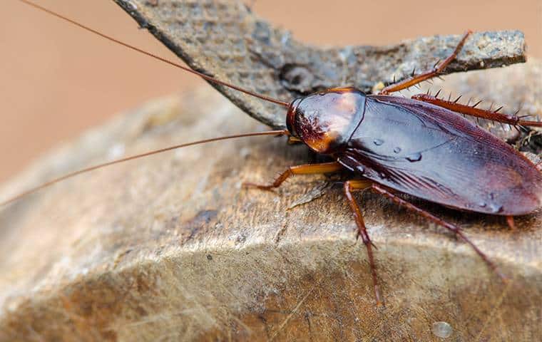 Can Wood Roaches Infest Your Home?