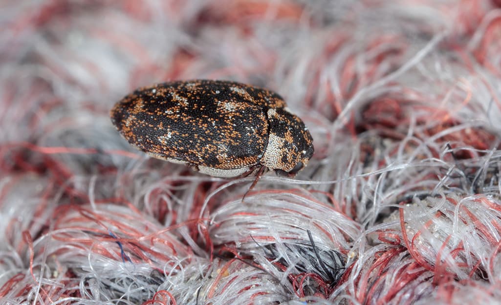 Carpet Beetles 