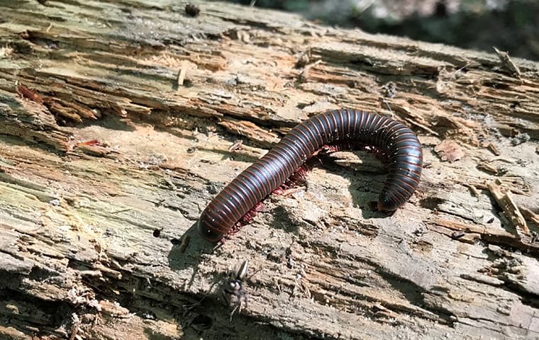Centipedes And Millipedes