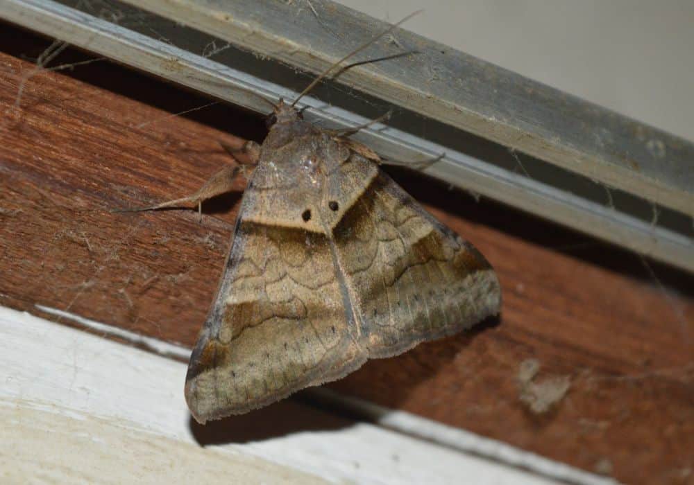 Cleanliness is Key for Moth Infestation Prevention