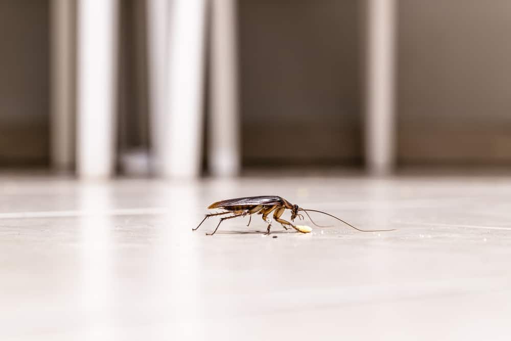 10 Common House Bugs In California You Need To Watch Out For