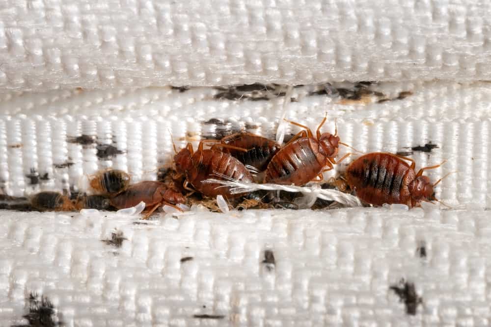10 Common House Bugs In Colorado You Need To Watch Out For