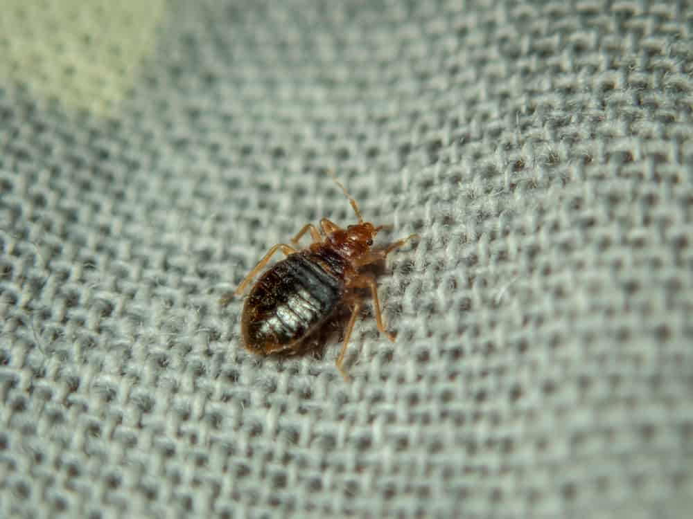 9 Common House Bugs In Connecticut You Need To Watch Out For