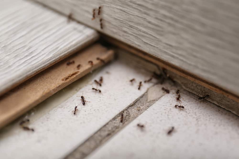9 Common House Bugs In Idaho You Need To Watch Out For