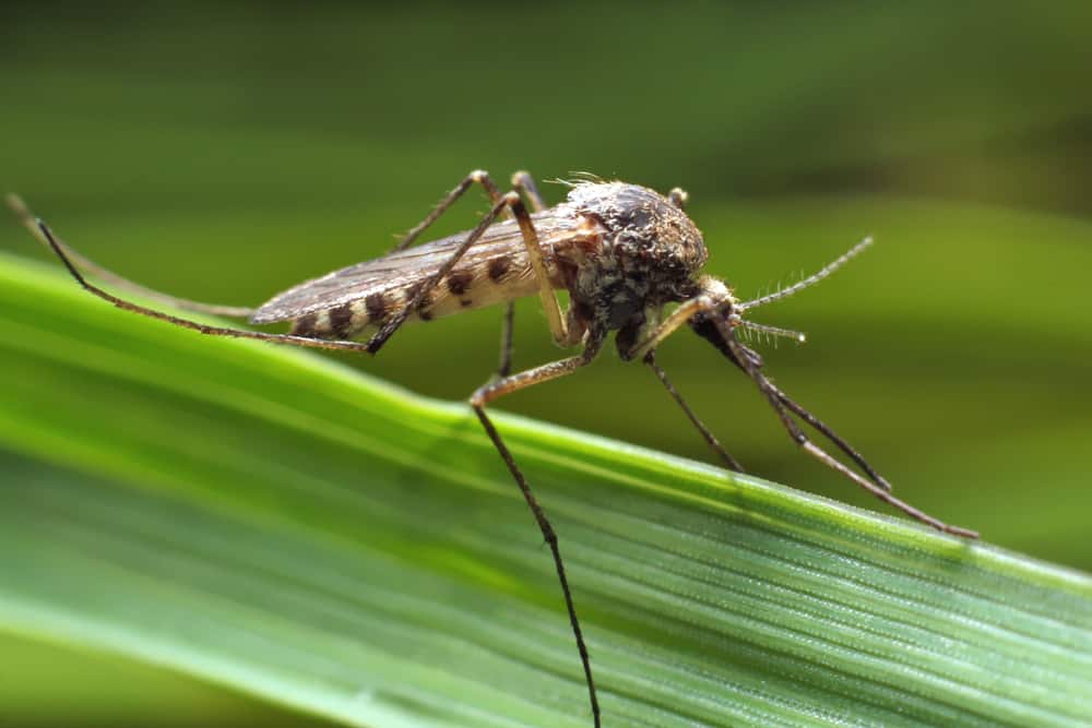 9 Common House Bugs In Indiana You Need To Watch Out For