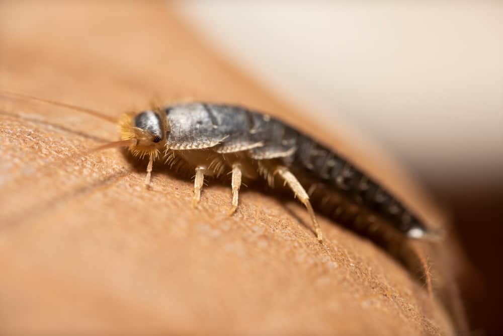 8 Common House Bugs In Maryland You Need To Watch Out For