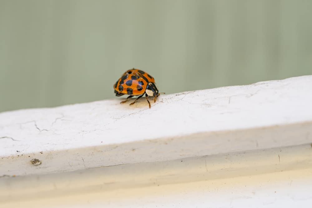 7 Common House Bugs In Massachusetts You Need To Watch Out For