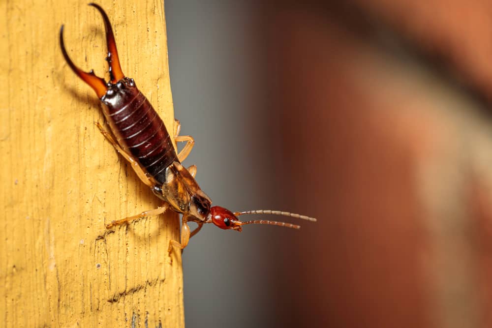 9 Common House Bugs in Michigan You Need To Watch Out For