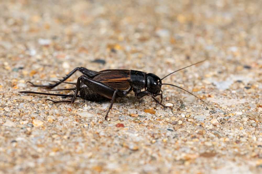 8 Common House Bugs in Missouri You Need To Watch Out For