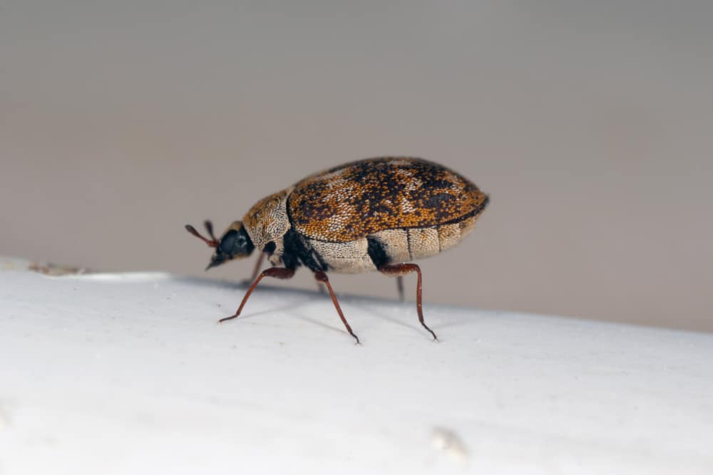 8 Common House Bugs in New Jersey You Need To Watch Out For