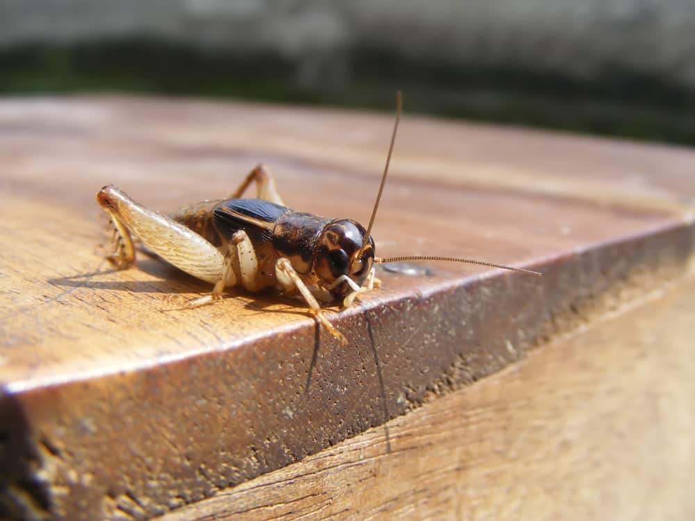 9 Common House Bugs In Oklahoma You Need To Watch Out For