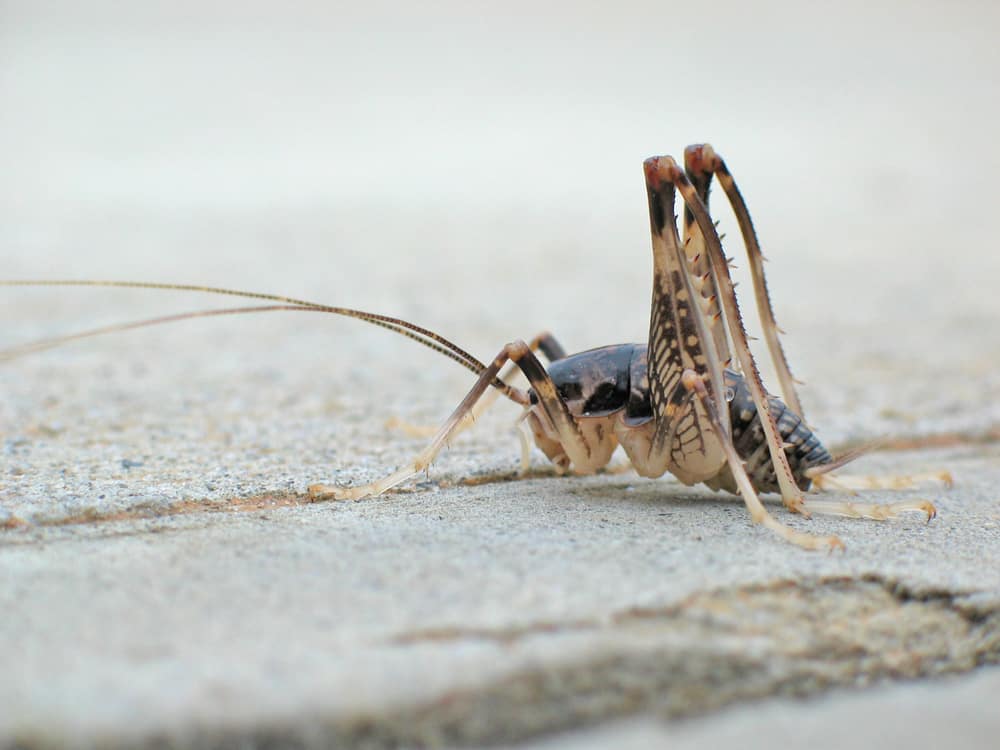 10 Common House Bugs In Delaware You Need To Watch Out For