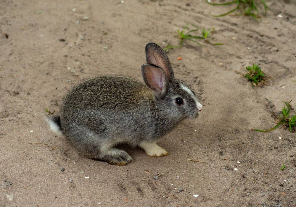 Create a rabbit repellent and use it throughout your yard.