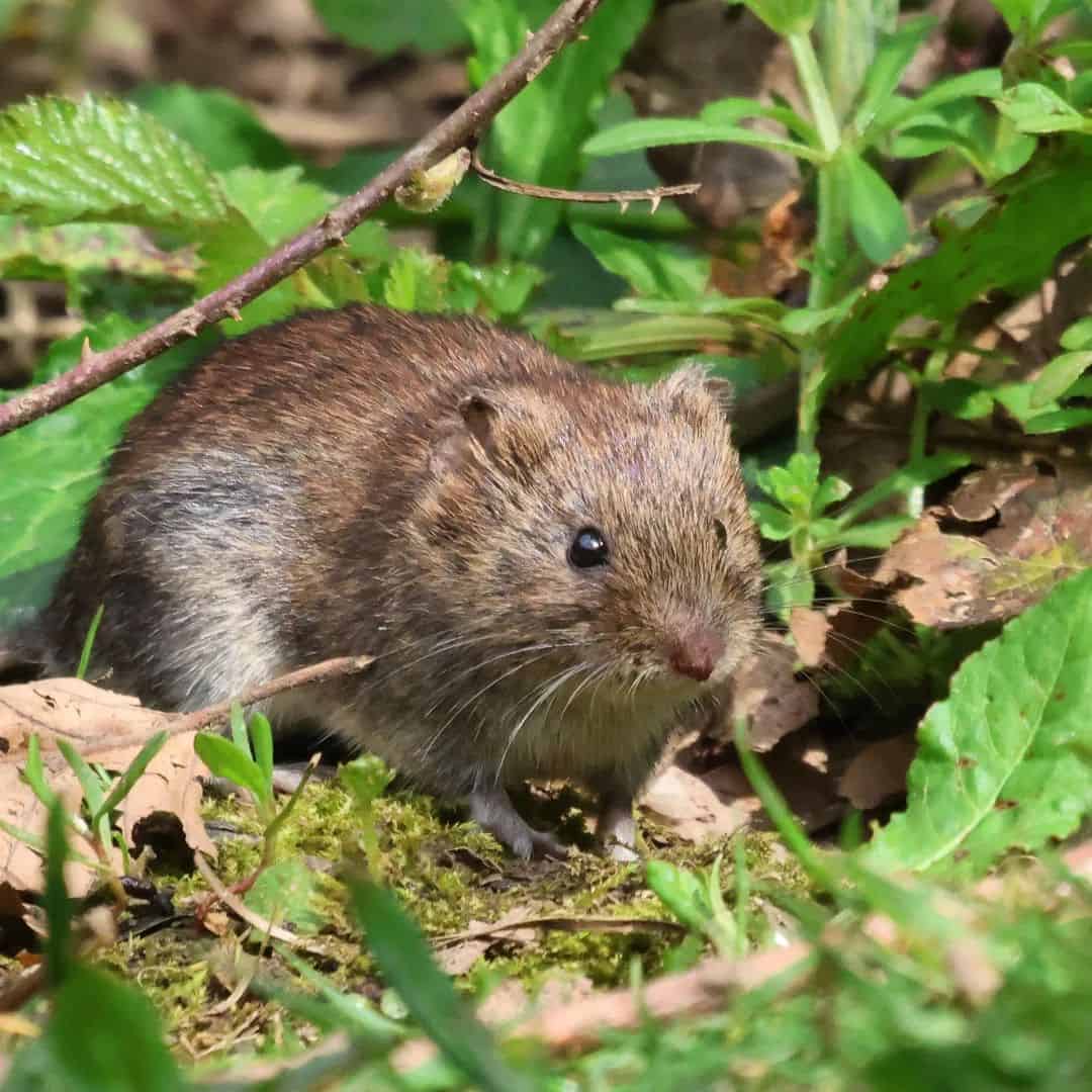Deter them with natural vole repellents