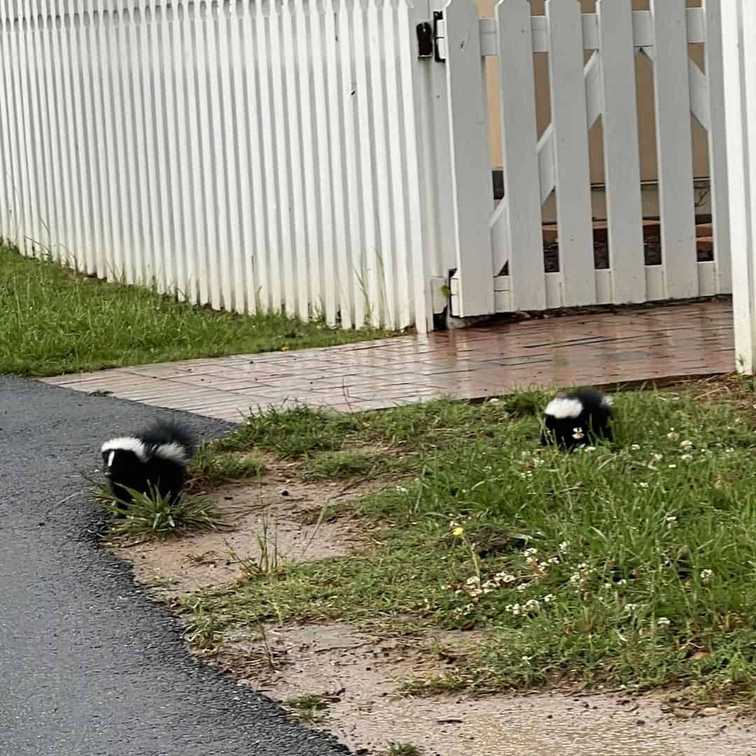 Effective Ways to Repel Skunk from Your Home