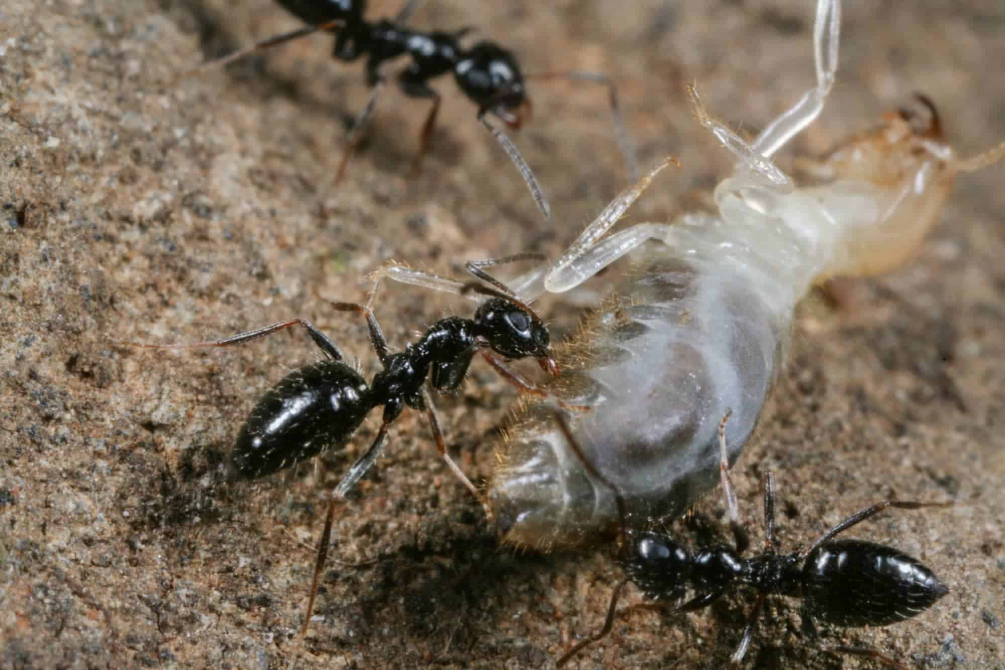Find out what kind of ants you’re dealing with