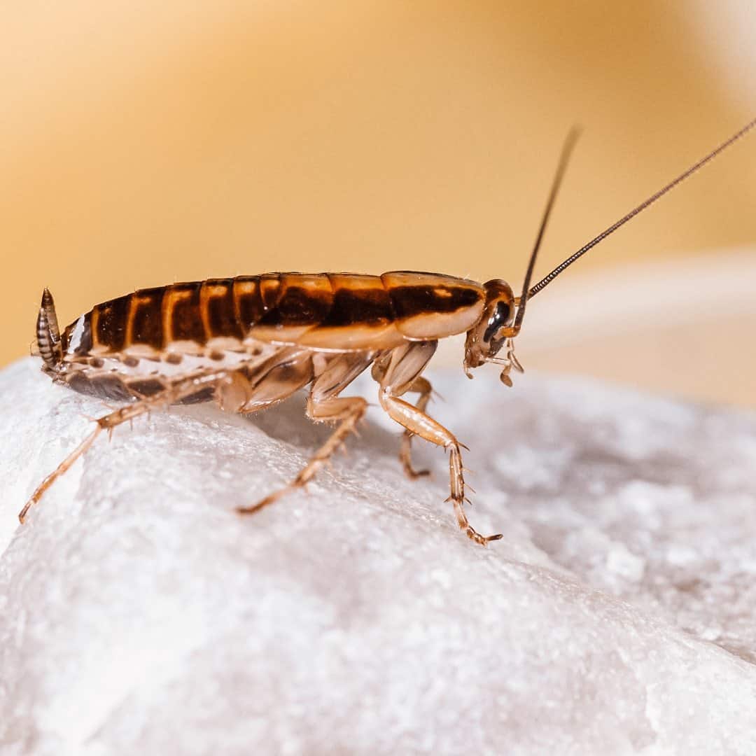 German Cockroach 