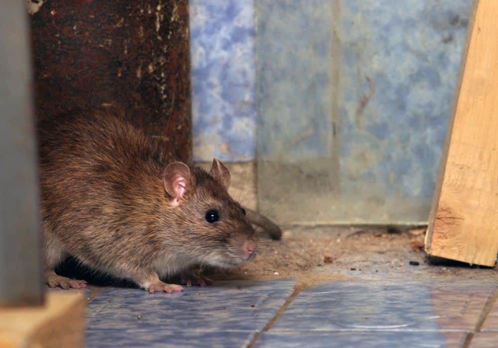 Get Rid of Rats with Black Pepper