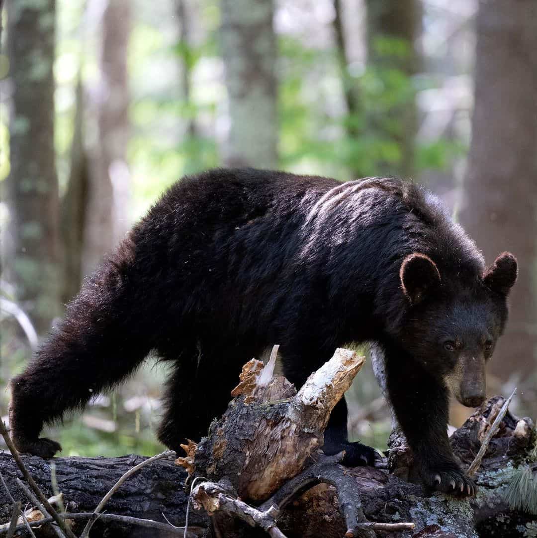 How Do Bears Climb Trees So Fast