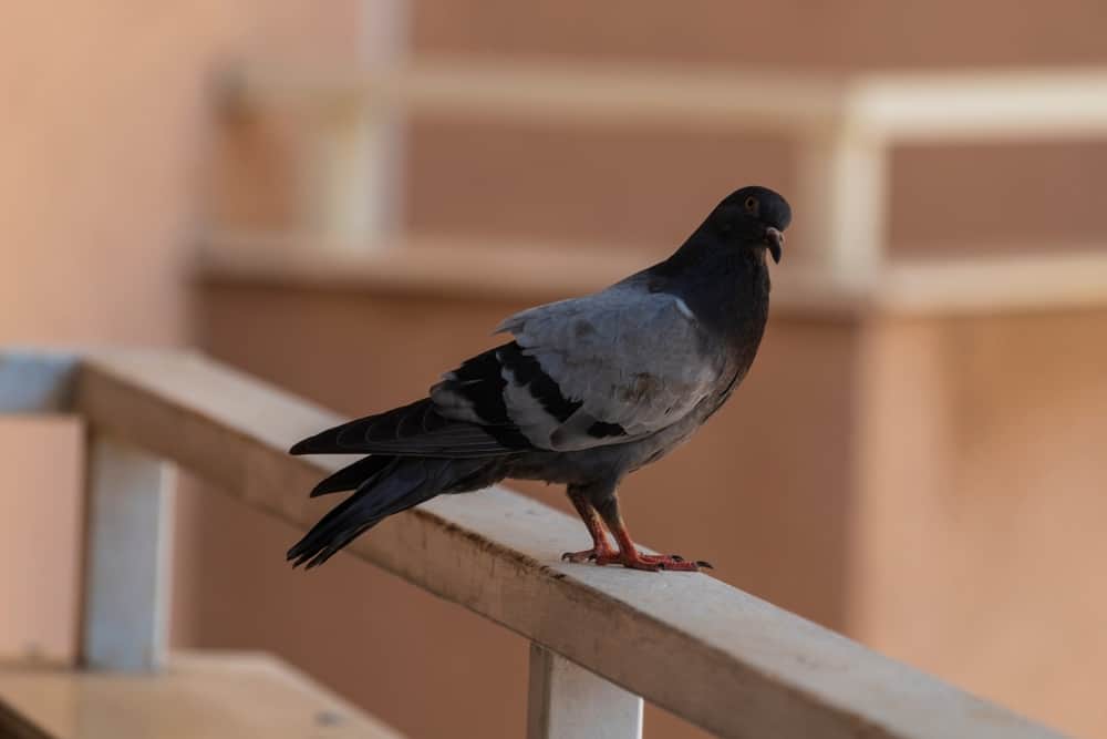 How To Avoid Pigeons In Balcony? (10 Effective Ways)