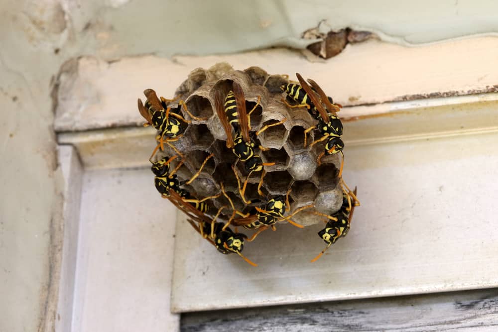How To Get Rid Of A Wasp Nest Without Getting Stung? (Ultimate Guide)