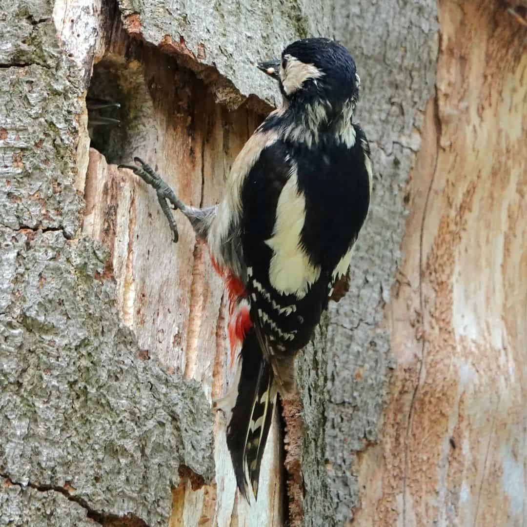 How Woodpeckers Can Damage Your Home