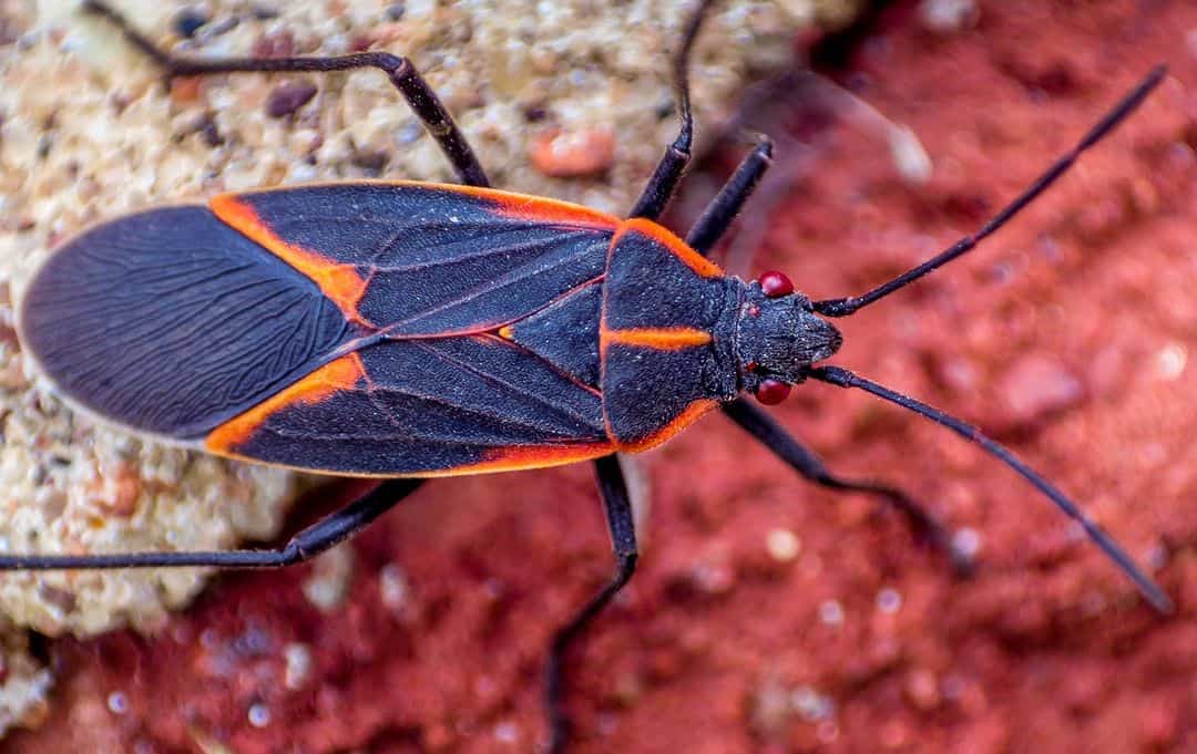 How and When to Use Smells to Deter Boxelder Bugs?