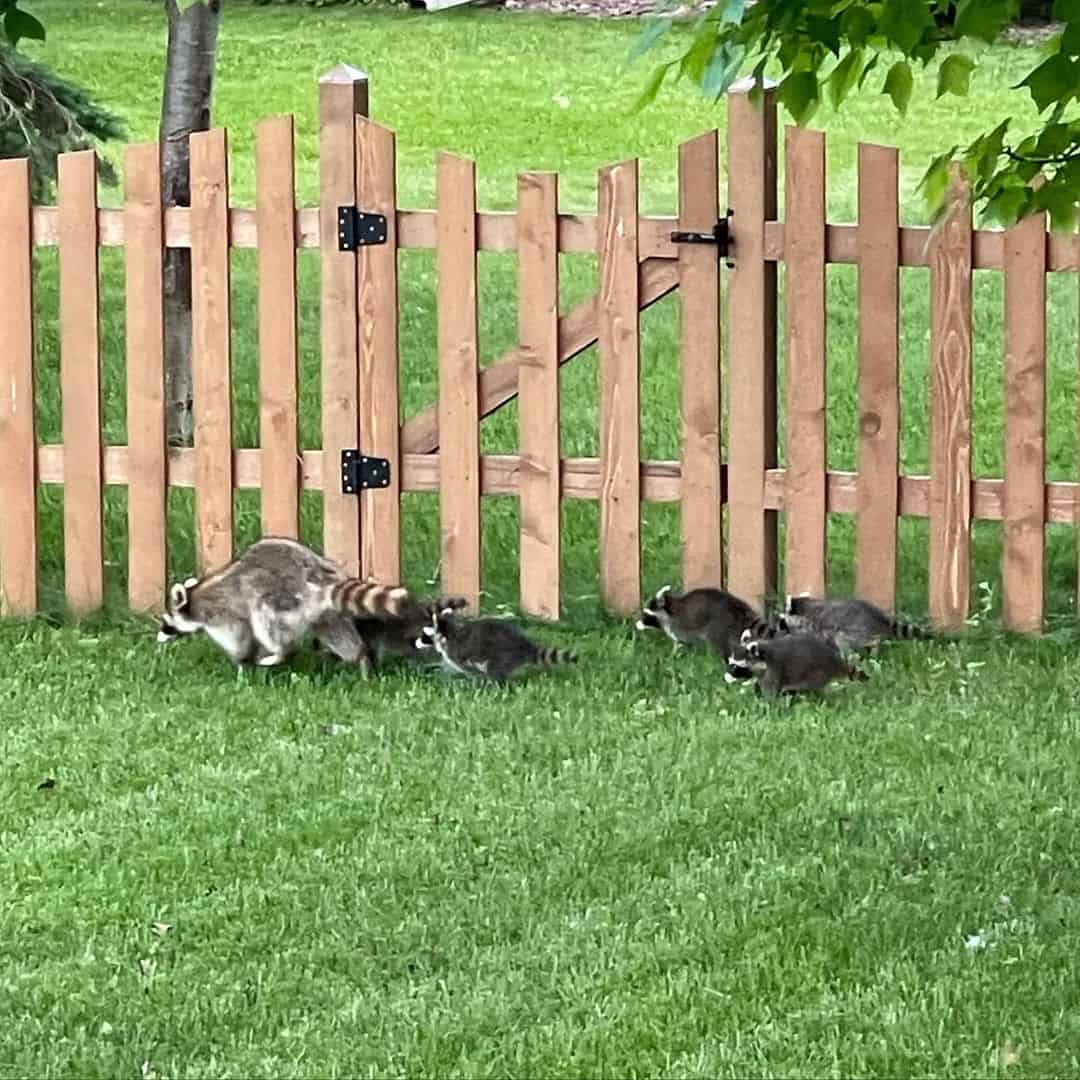 How to Behave in the Presence of Raccoons?
