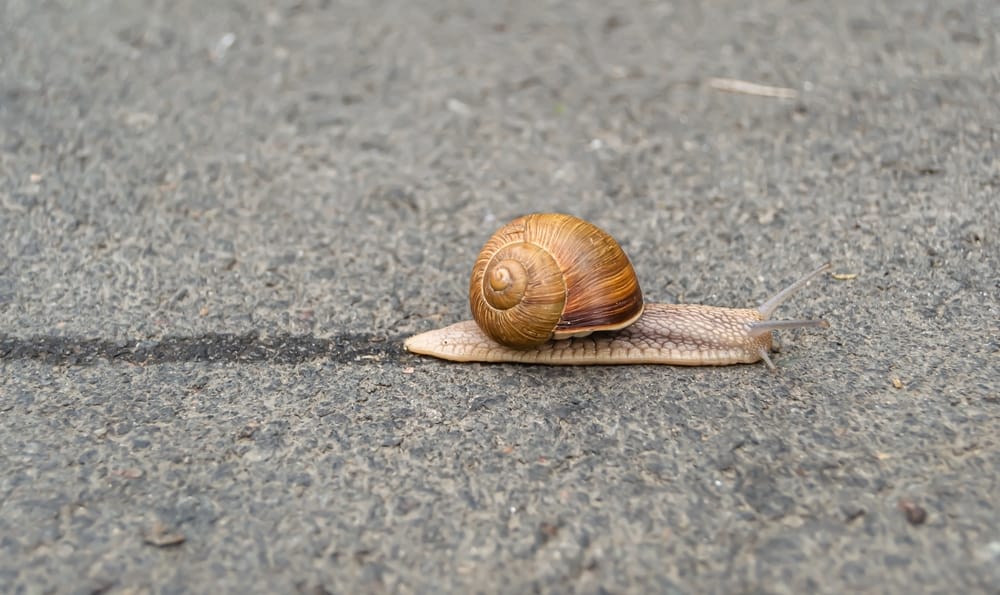 How to Get Rid of Snails In Your House? (Fast And Easy Ways)
