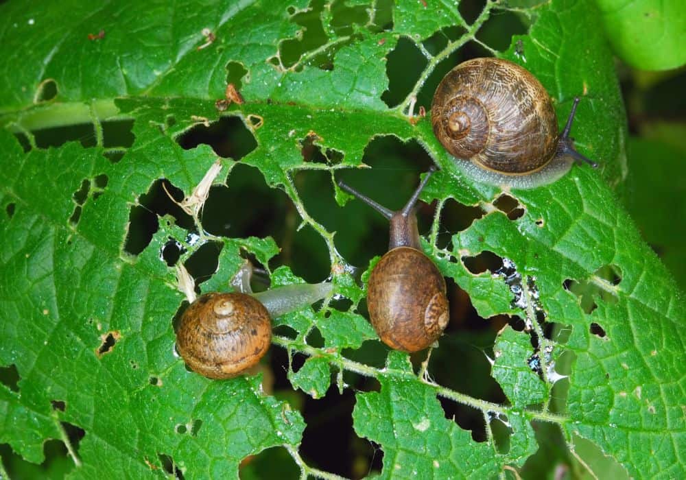 How to Prevent Snails from Infesting Your House