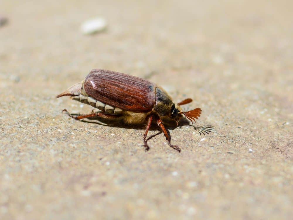 June bugs, Box elder bugs, and other seasonal invaders